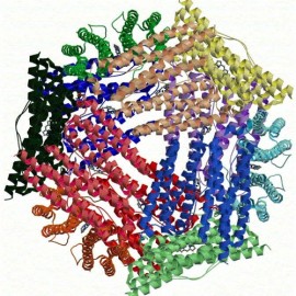 El colágeno como una fuente de proteínas